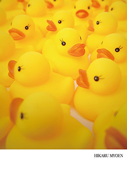 明円 光 展／あひる